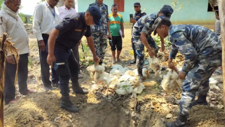 १ क्विन्टल ६० किलाे अवैध कुखुरा नष्ट