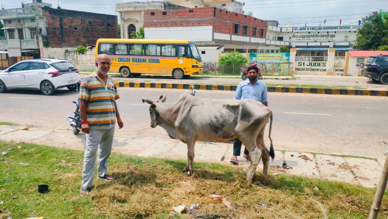 दुर्घटना भएको गाईको उपचार सर्वसाधारण द्वारा, पशु अस्पताल मौन