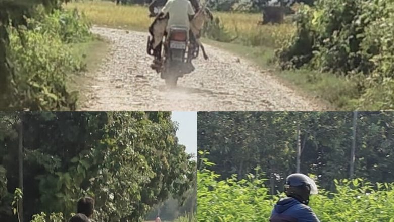 कपिलवस्तुको सिमाक्षेत्रमा खसीको तस्करी बढ्याे